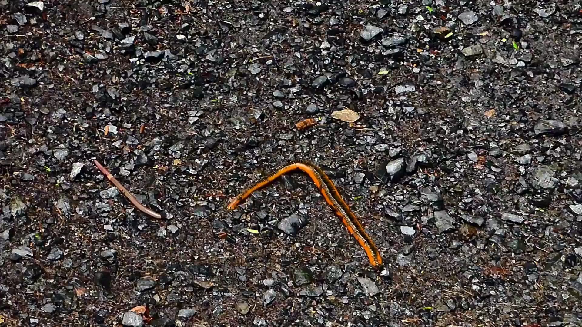 【youtube】超大水蛭一口吞了蚯蚓 八轮陆蛭