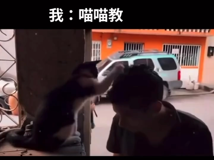 地球猫猫神教哔哩哔哩bilibili