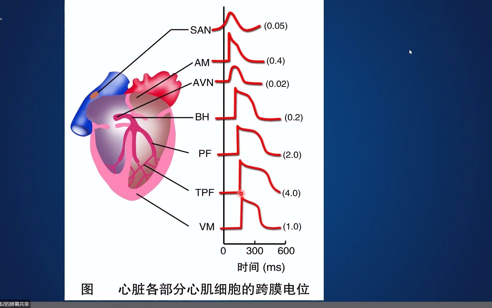 [图]第七次课（下）人体解剖生理学