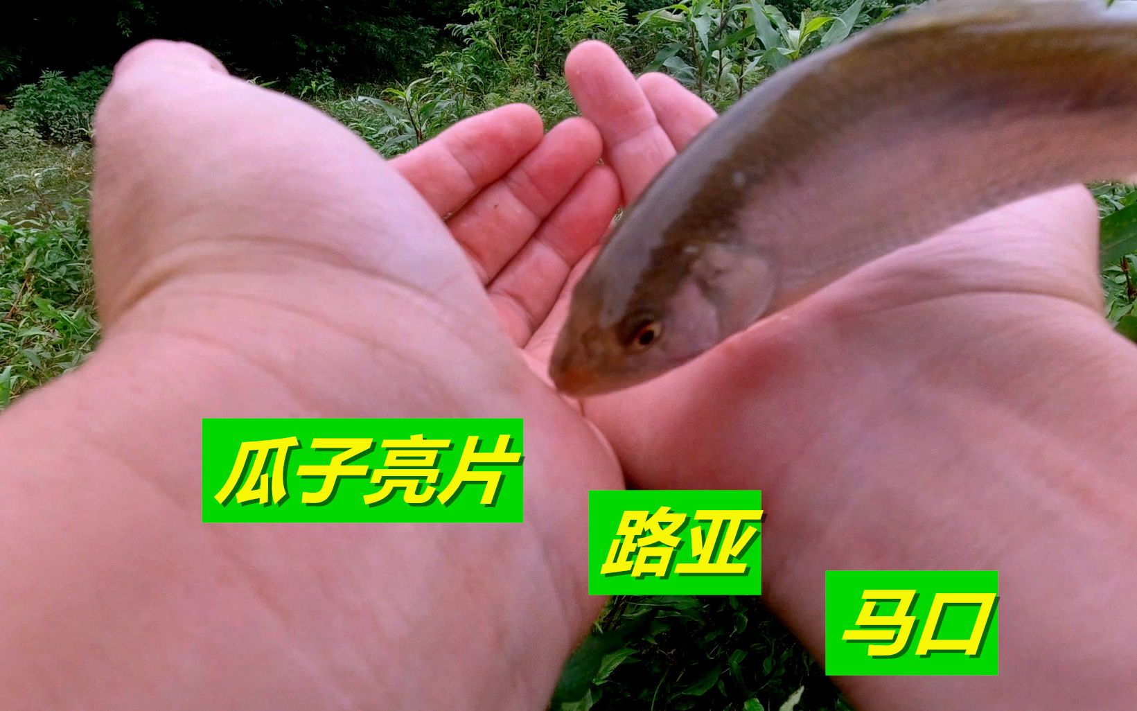 路亚激流勇士马口放流是对他最好的尊重