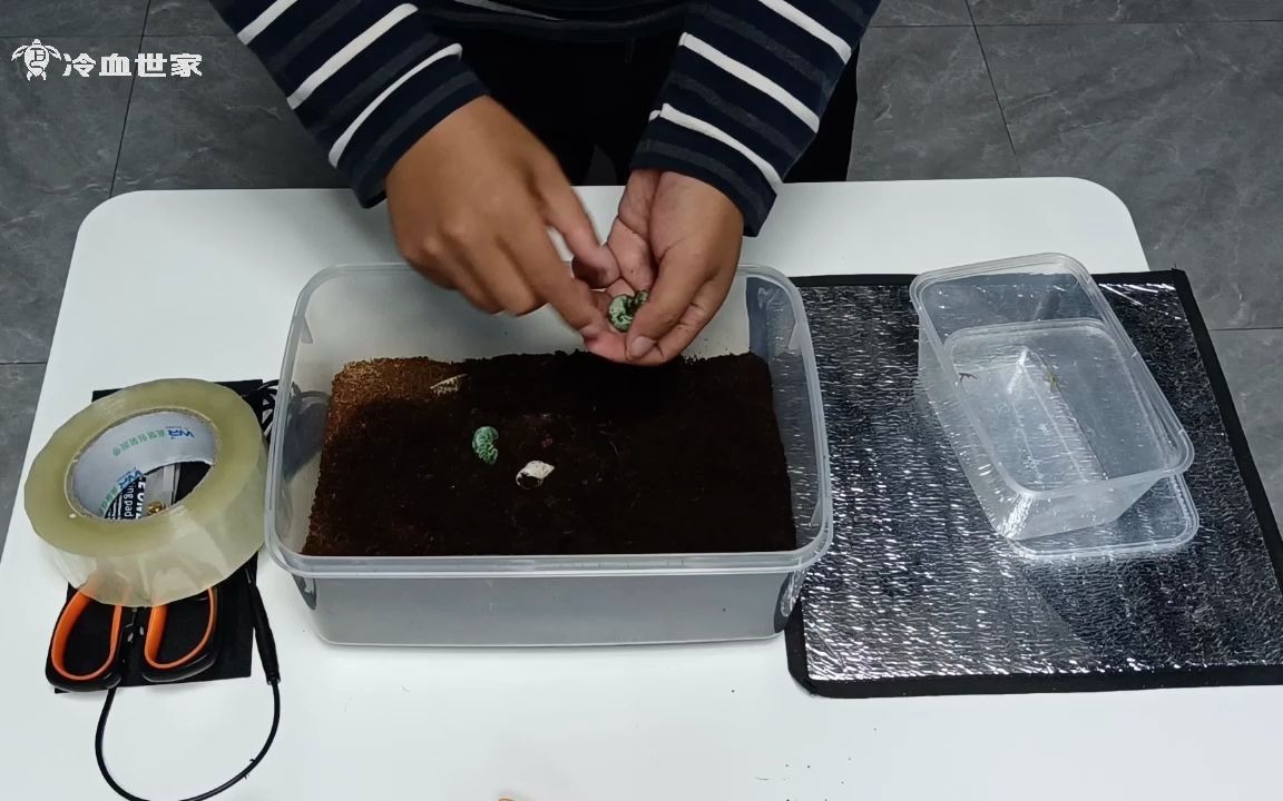 天气变冷了用加热垫给寄居蟹打造一个温暖的家