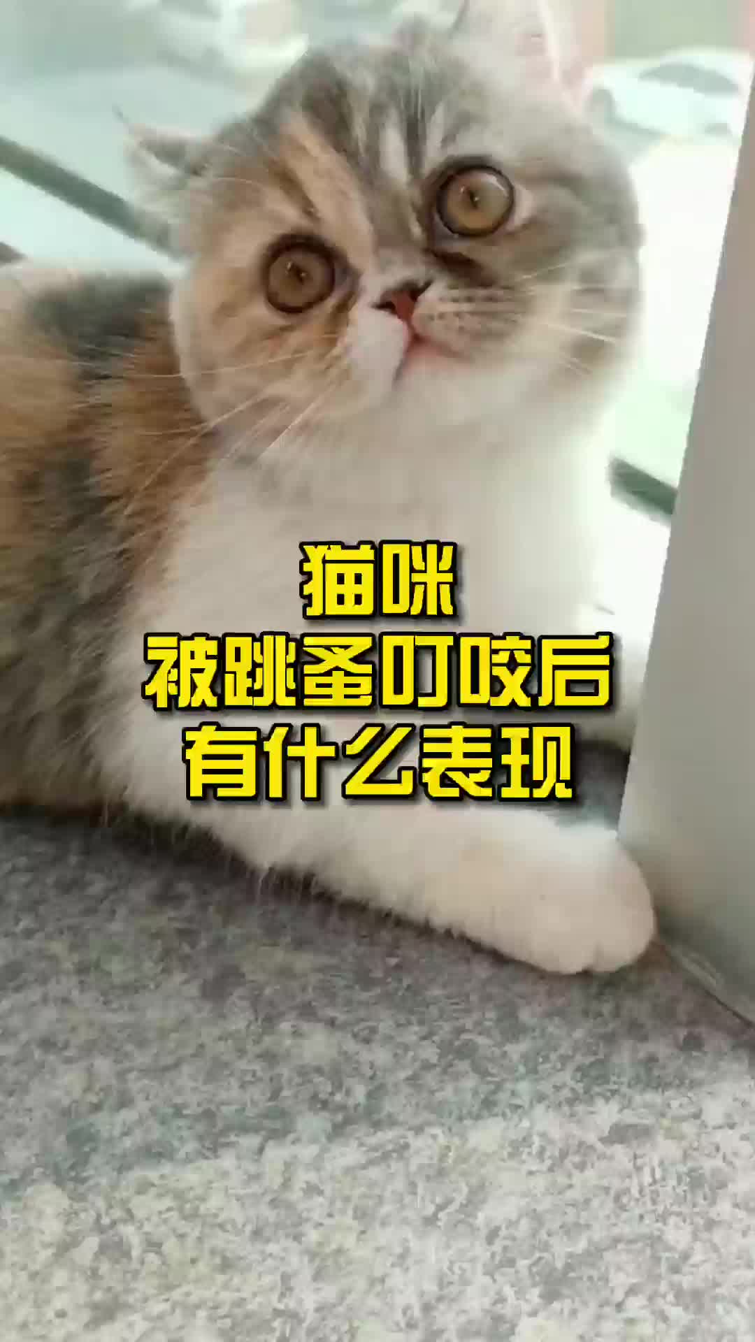 猫咪被跳蚤叮咬后有什么表现哔哩哔哩bilibili