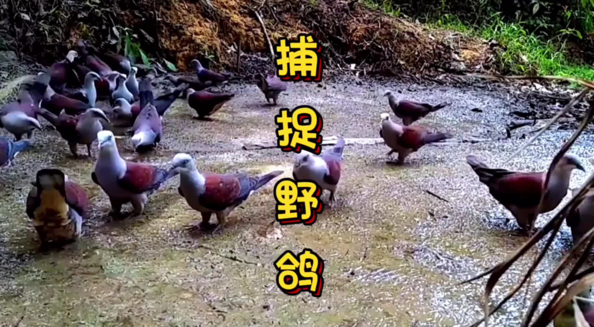 纪录片 #纪录片充电计划动物篇 #国外合法狩猎 #斑鸠