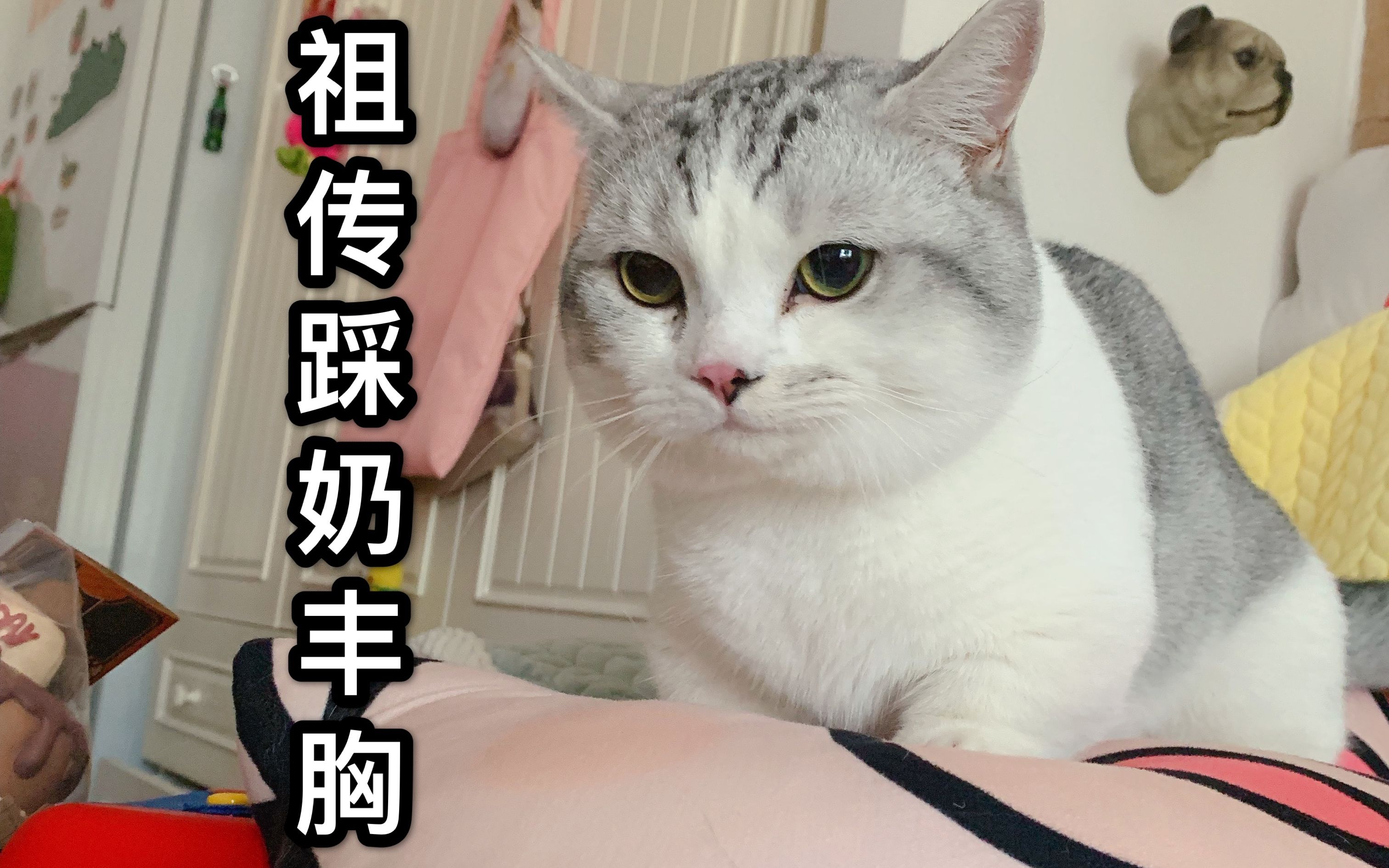 【曼基康矮脚猫】绝育后的小短腿整日沉迷踩奶无法自拔.主人进行偷拍被识破,猫咪居然害羞了ⷂ𗂷哔哩哔哩bilibili