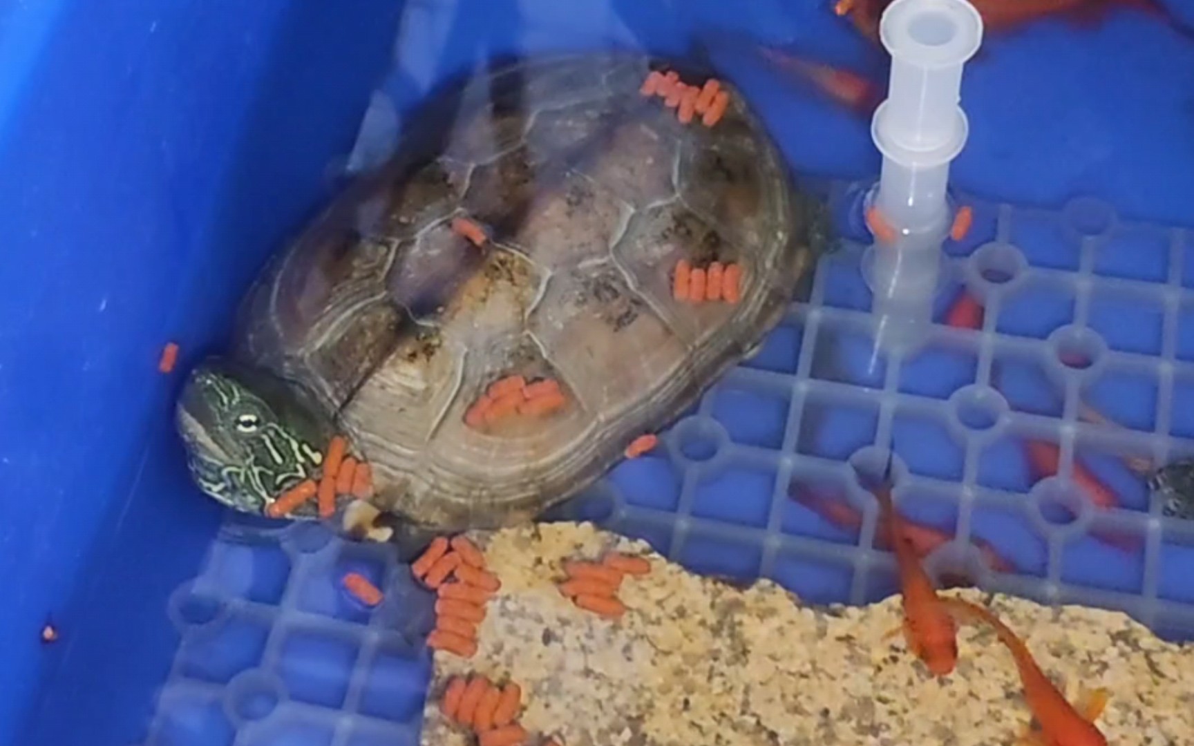 刚到的龟粮,给乌龟们喂食