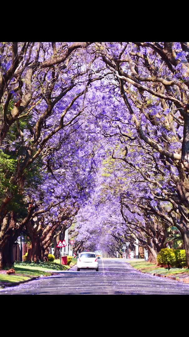 拜托谁不爱这片紫色呢!