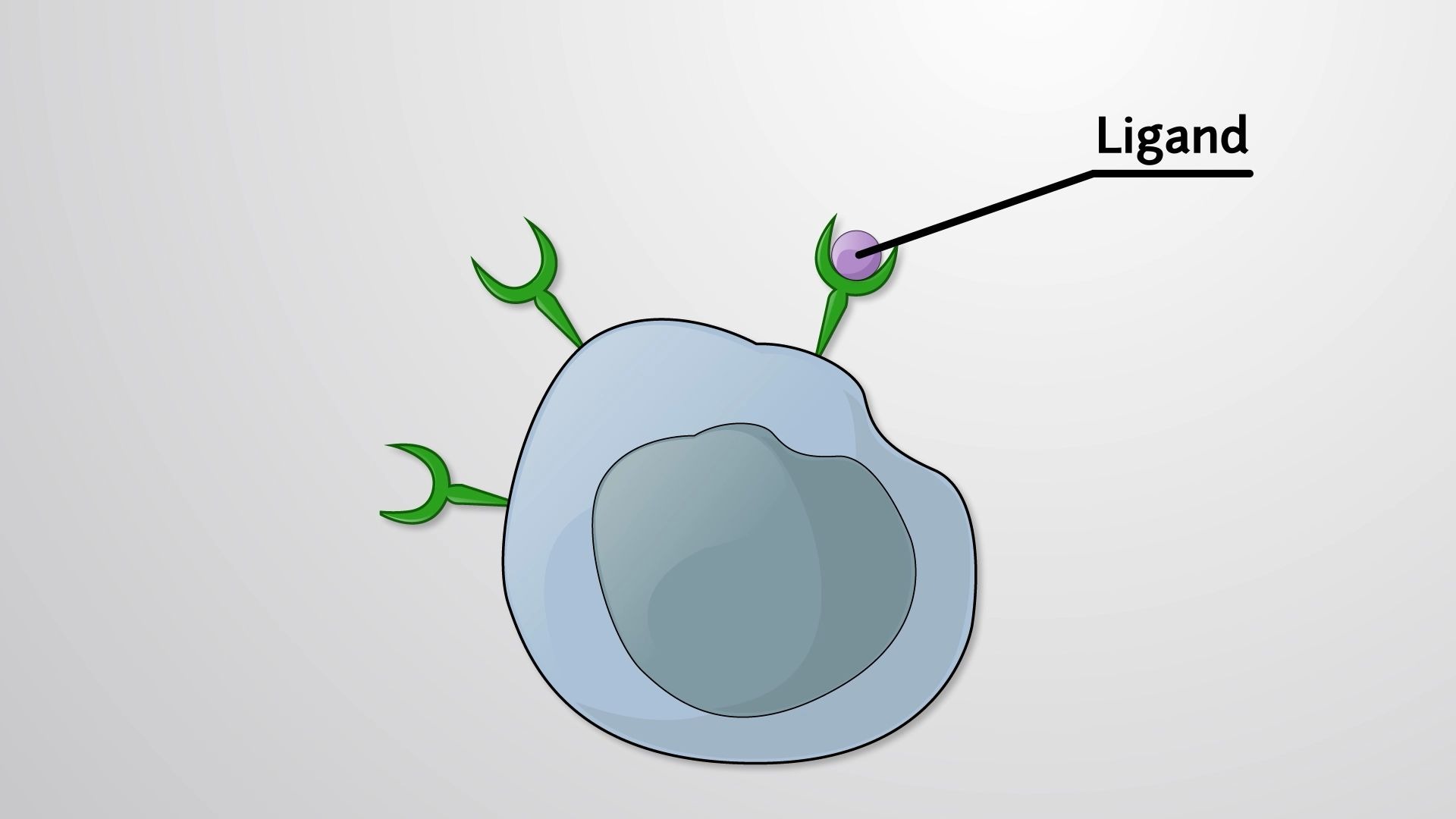 【jove】细胞信号转导 6.5 自分泌信号/autocrine signaling