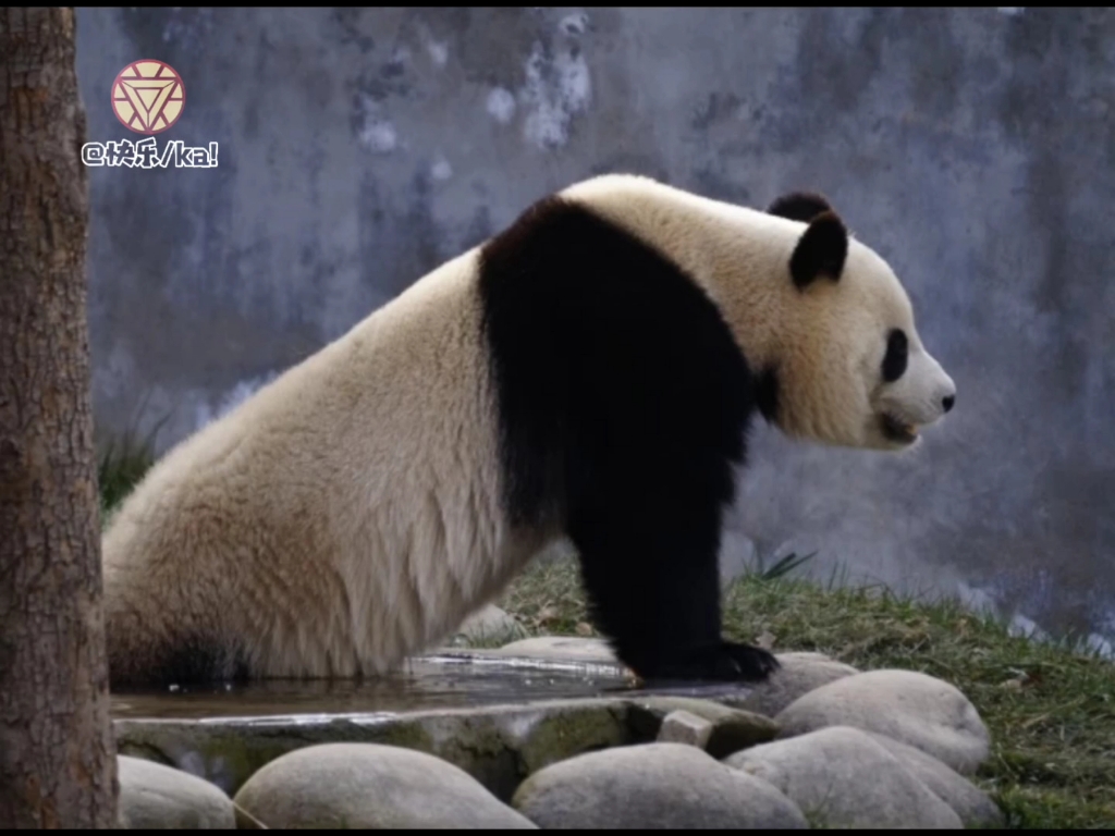 【大熊猫小馨】小馨馨真是一个爱干净的大宝贝!哔哩哔哩bilibili