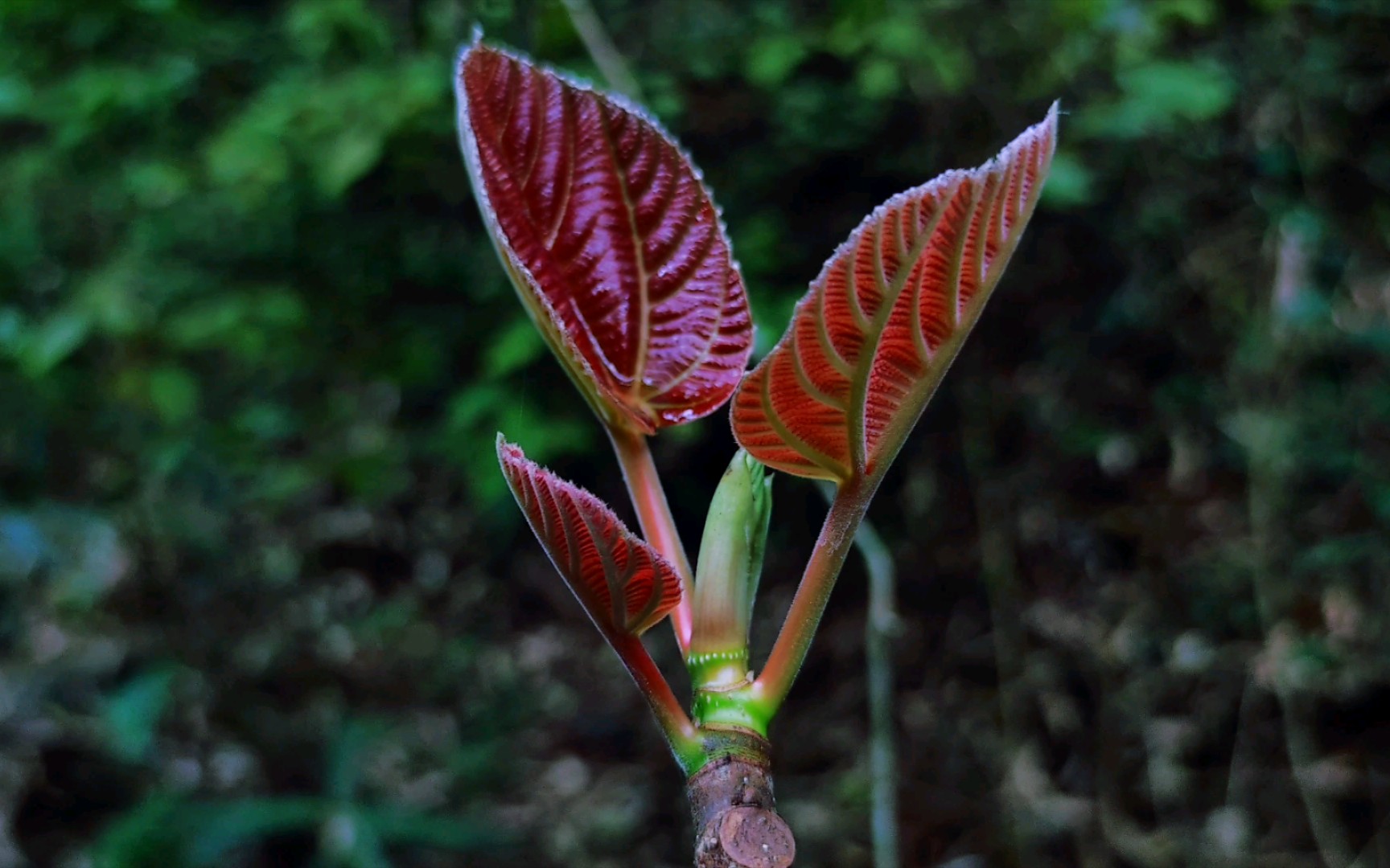 来自小米10s的风景
