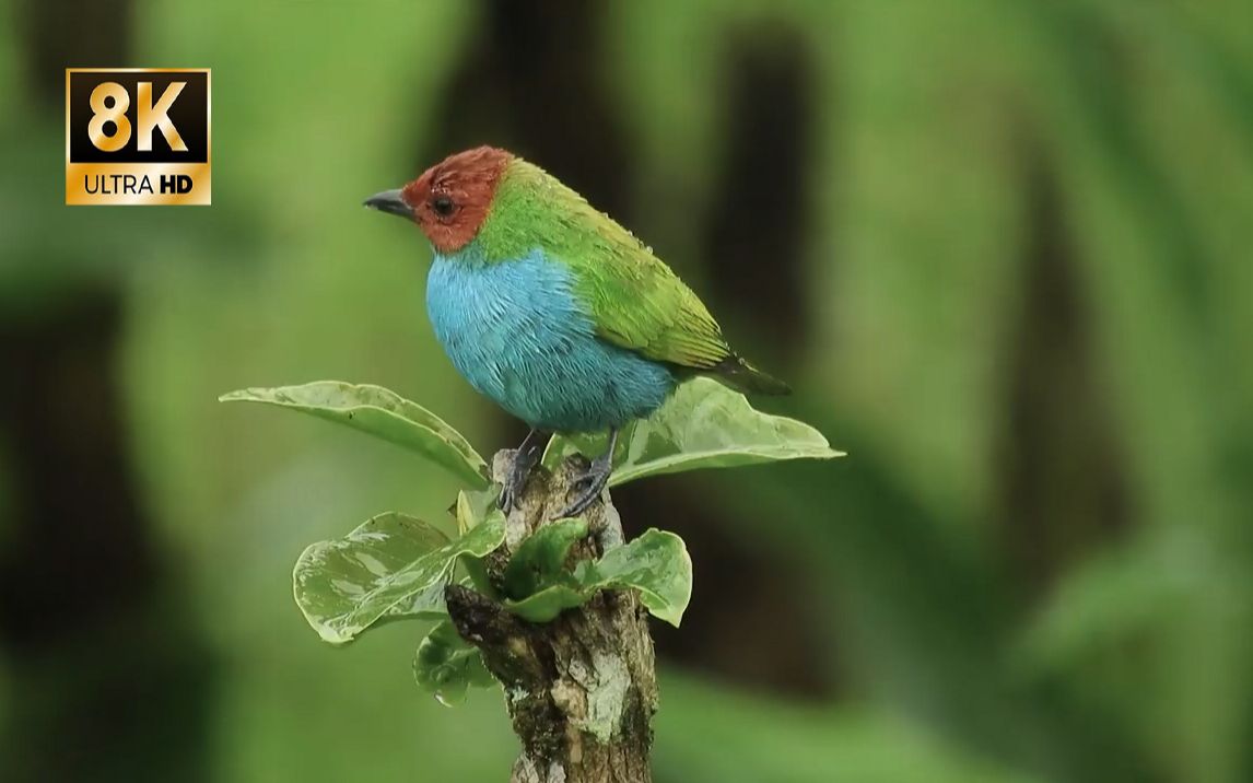 实拍哥伦比亚雨林的鸟类,五彩缤纷,可爱灵动