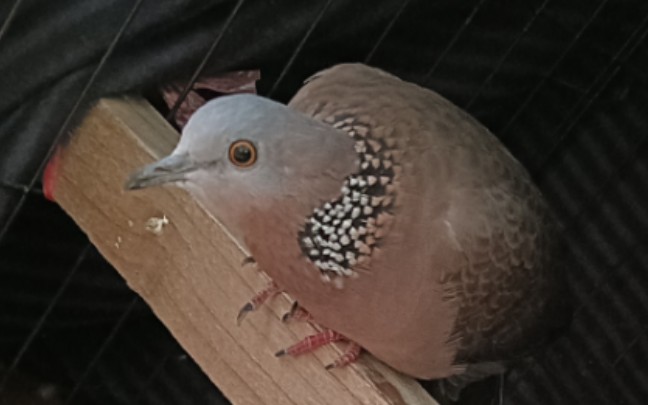 在床上蛄蛹的咕咕虫