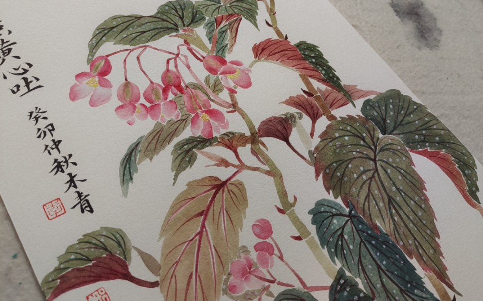 身边的花草都可以用来画.没骨竹节秋海棠