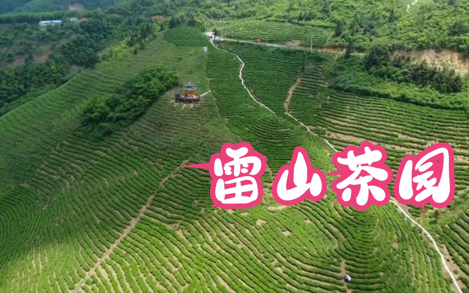 贵州雷山茶园哔哩哔哩bilibili