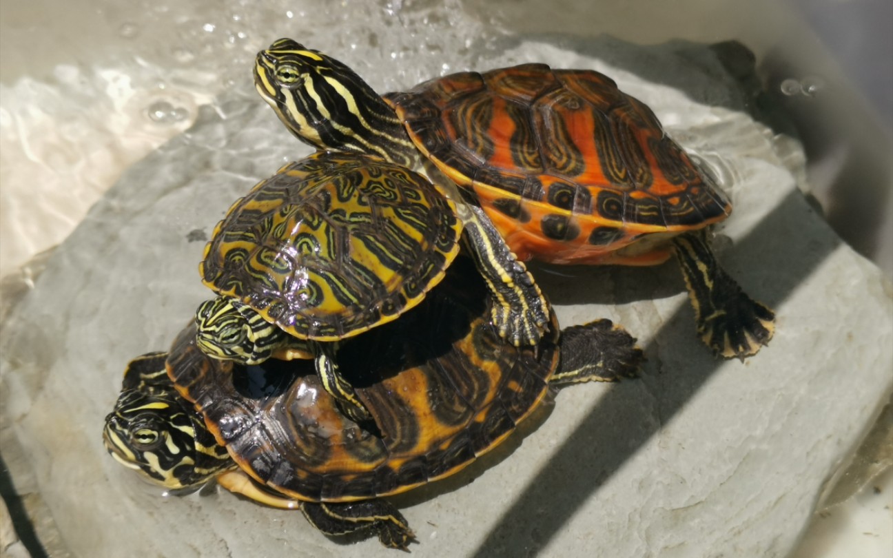 【火焰龟】发现还是喂食有意思