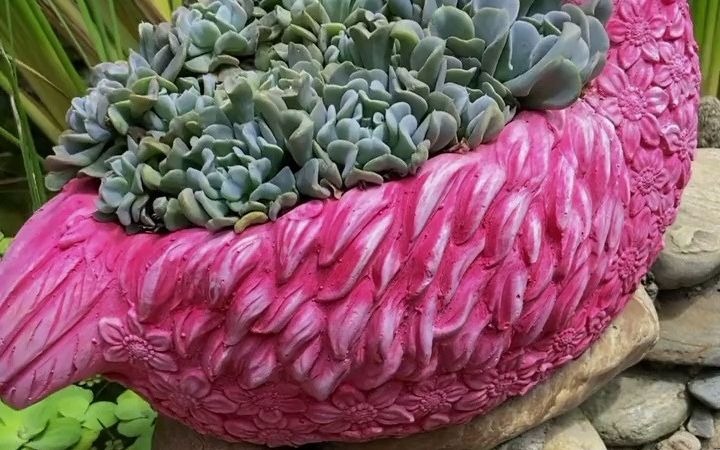 火烈鸟#我的多肉花园