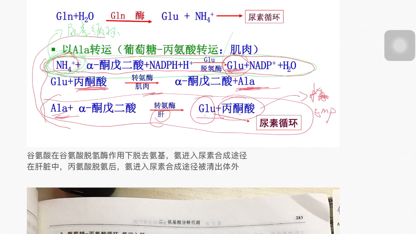 生物化学 葡萄糖丙氨酸循环哔哩哔哩bilibili