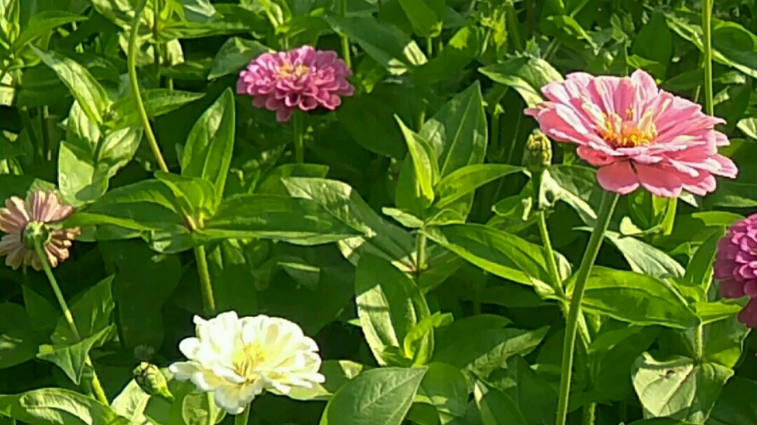 百日草育种