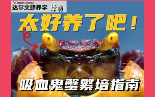 Tải video: 螃蟹太好养了吧！2 个月就生了满满一缸 | 吸血鬼蟹