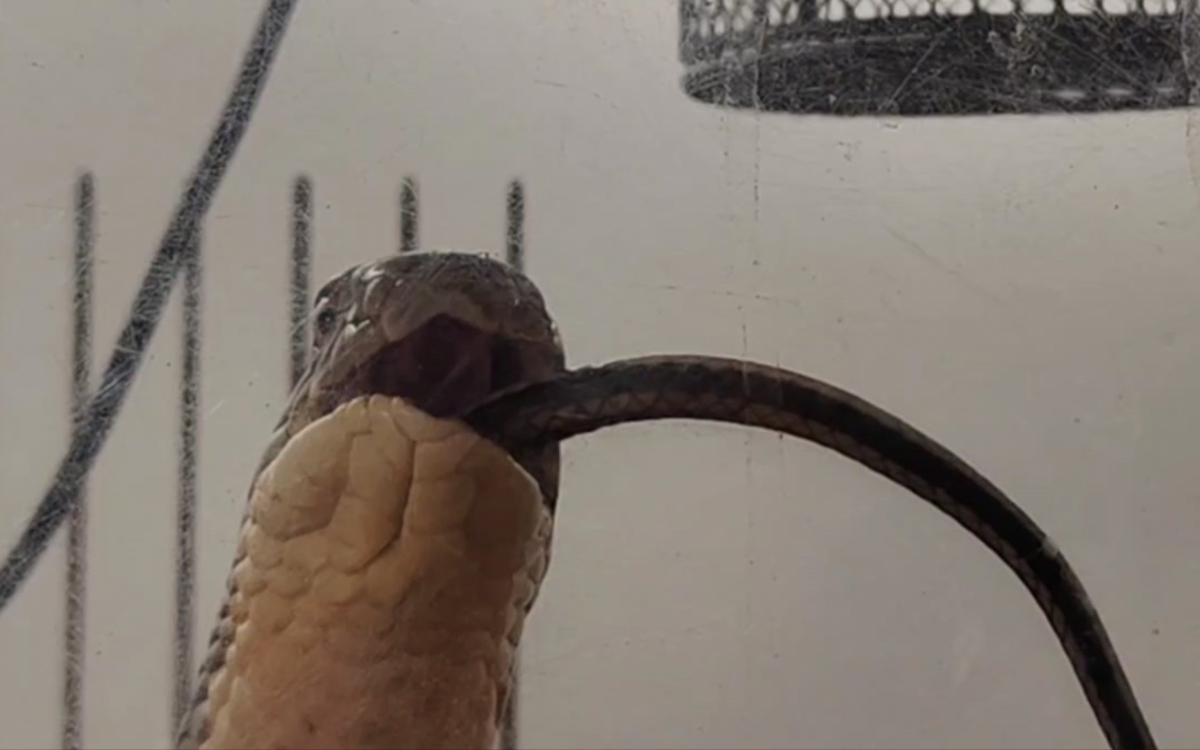 3米级【眼镜王蛇】吞食黑眉锦蛇全程