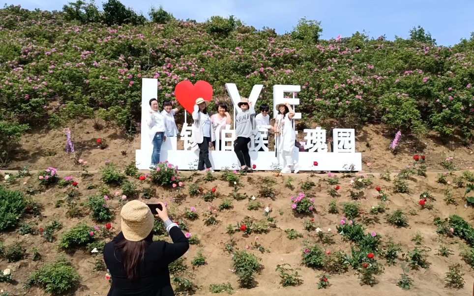 锡伯族玫瑰园,沈阳抚顺两地人,夏季多了一个好去处