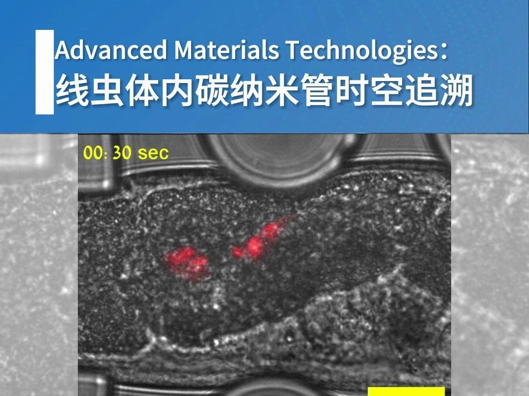 线虫体内碳纳米管的时空追溯哔哩哔哩bilibili