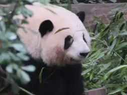 下载视频: 一大早的花花给自己画了个柳叶眉，太可爱了吧