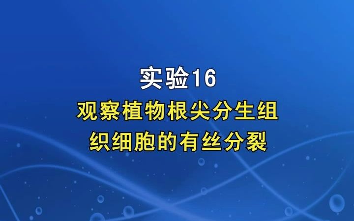 实验:观察植物根尖分生组织细胞的有丝分裂哔哩哔哩bilibili