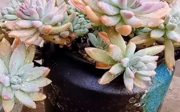 秋丽悬崖桩,还是很漂亮的,喜欢的来个赞吧#多肉植物#多肉#最美多肉
