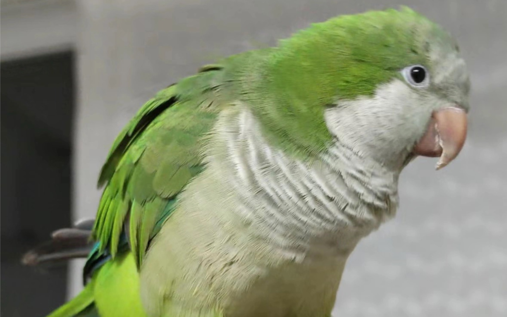 一岁多的和尚鹦鹉开口学说话