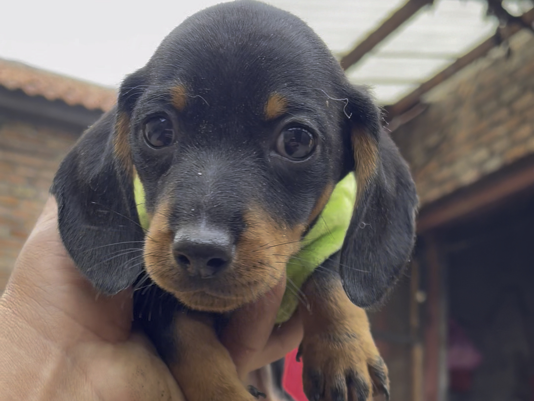 今天继续挑选迷你铁包金腊肠犬