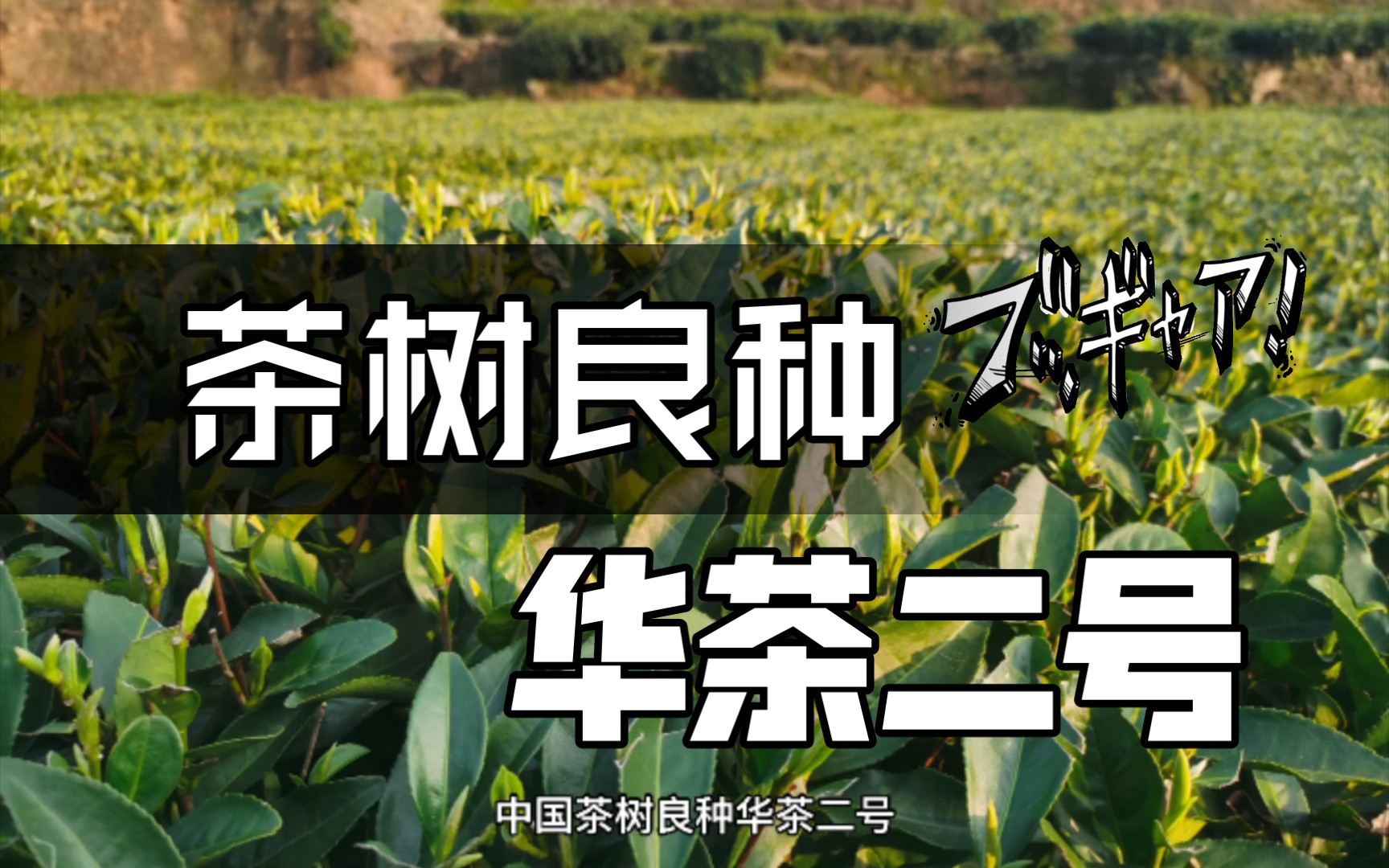 全国茶树良种华茶二号福鼎大毫茶哔哩哔哩bilibili