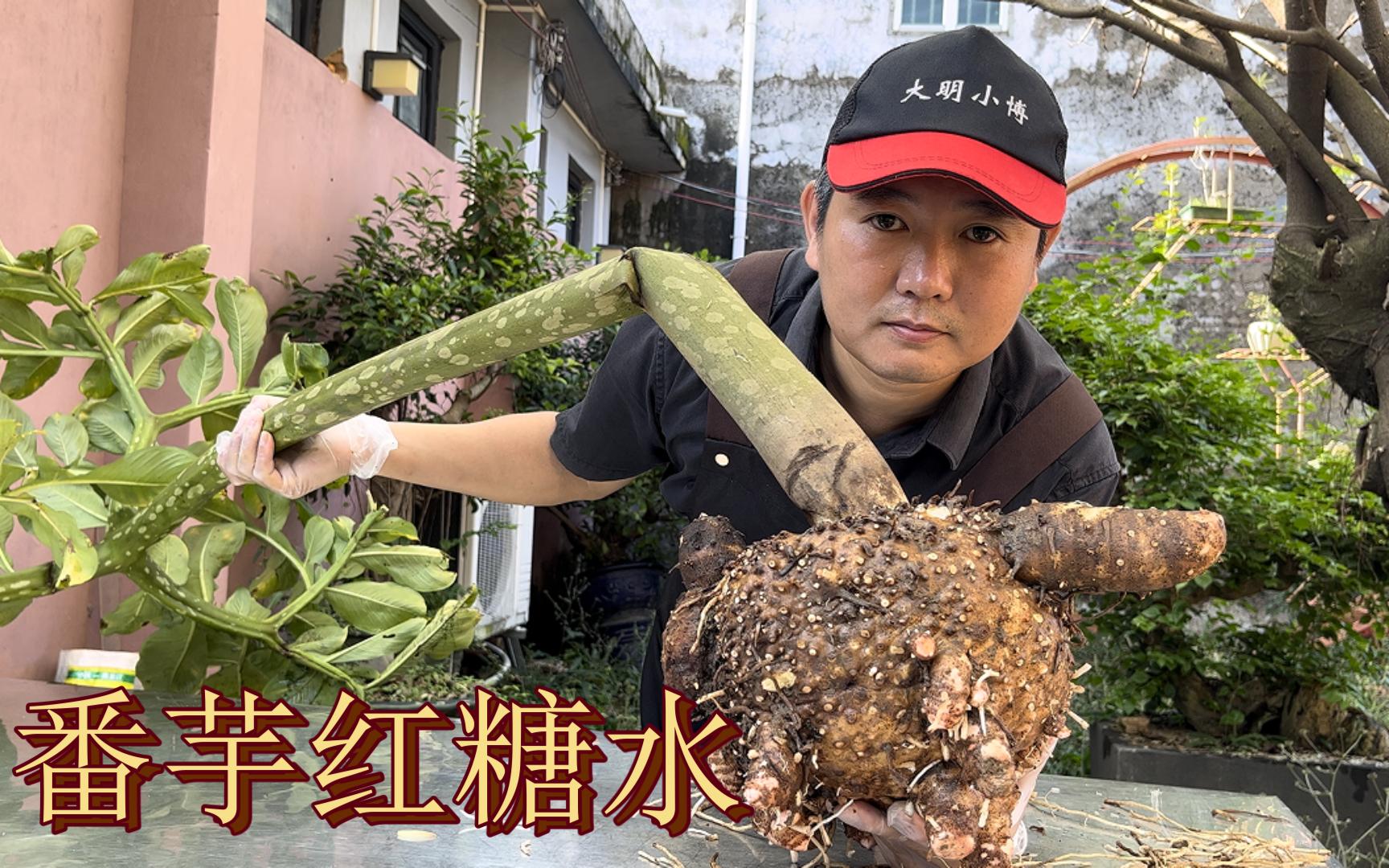 来自湛江的家乡味道,挖了一个10斤的广东番芋,煲番芋姜酒红糖水哔哩哔哩bilibili