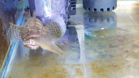 沙塘鳢 此鱼吃小鱼吃龙虾吃蝌蚪吃同类 几十条鱼虾全被吃掉了 决定清理掉鱼缸灭霸沙塘鳢 改养锦鲤 沙塘鳢是清蒸 红烧还是炖汤好 哔哩哔哩