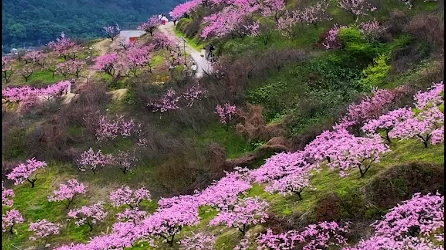 这里是浙江义乌桃花坞,漫山遍野,真的太漂亮了.哔哩哔哩bilibili