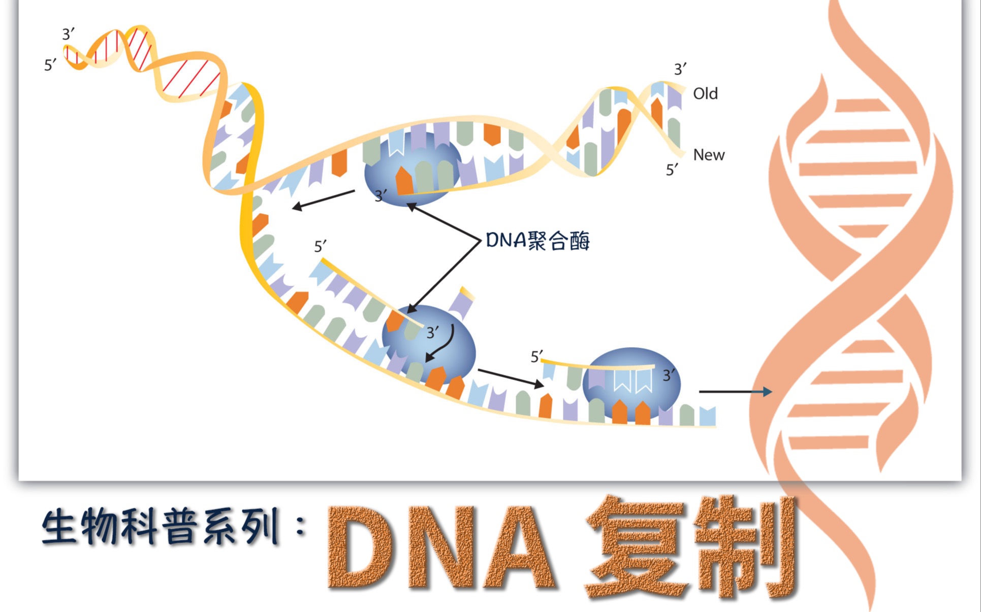 [图]生物科普系列：DNA复制 | DNA的复制过程动画演示