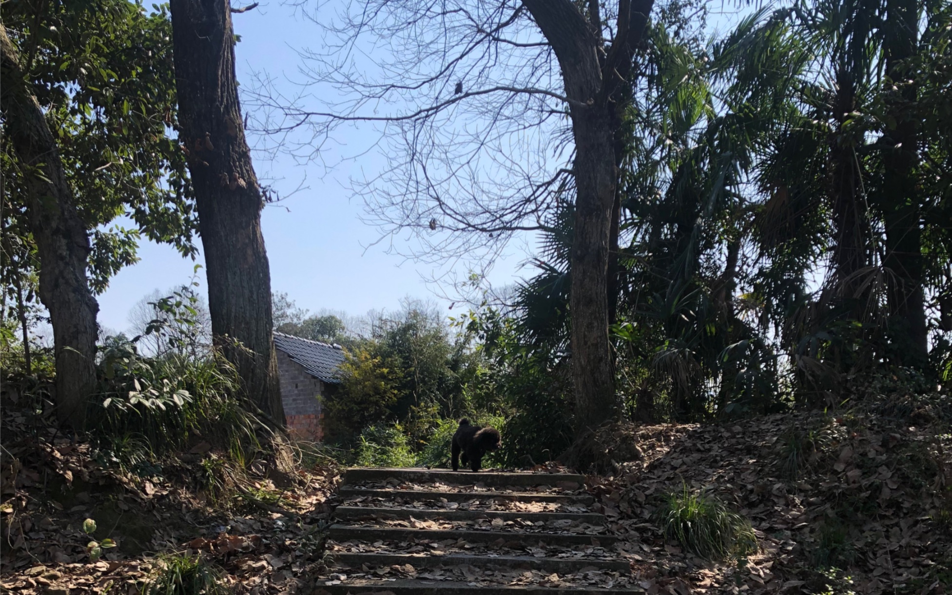 武义大公山遛狗记录