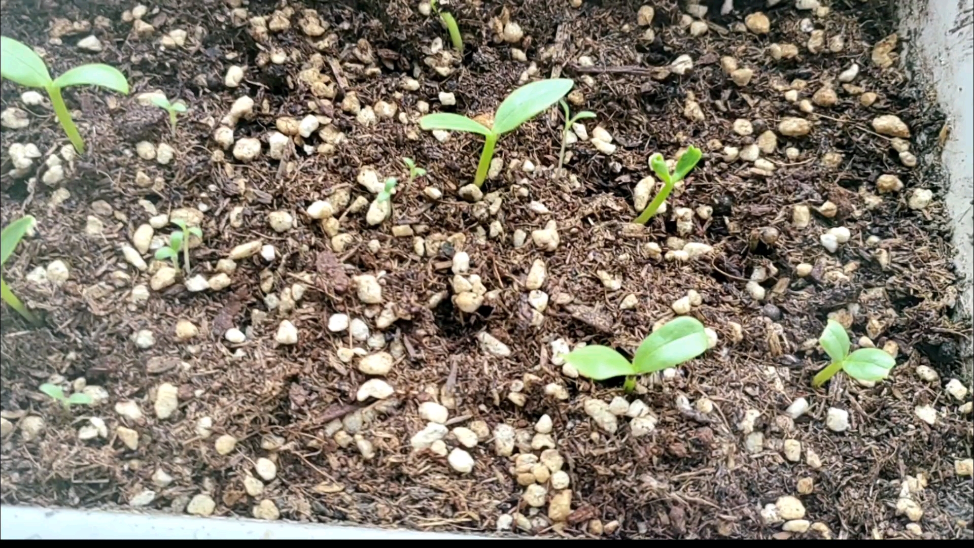 木耳菜,喜林草,发芽阶段