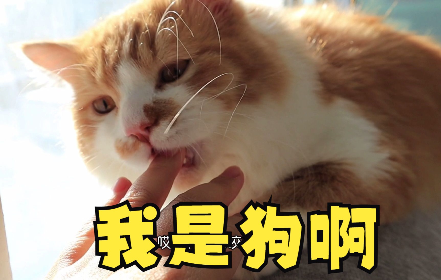 我家猫不知道猫爪在上,教也教不会,这是真猫吗哔哩哔哩bilibili