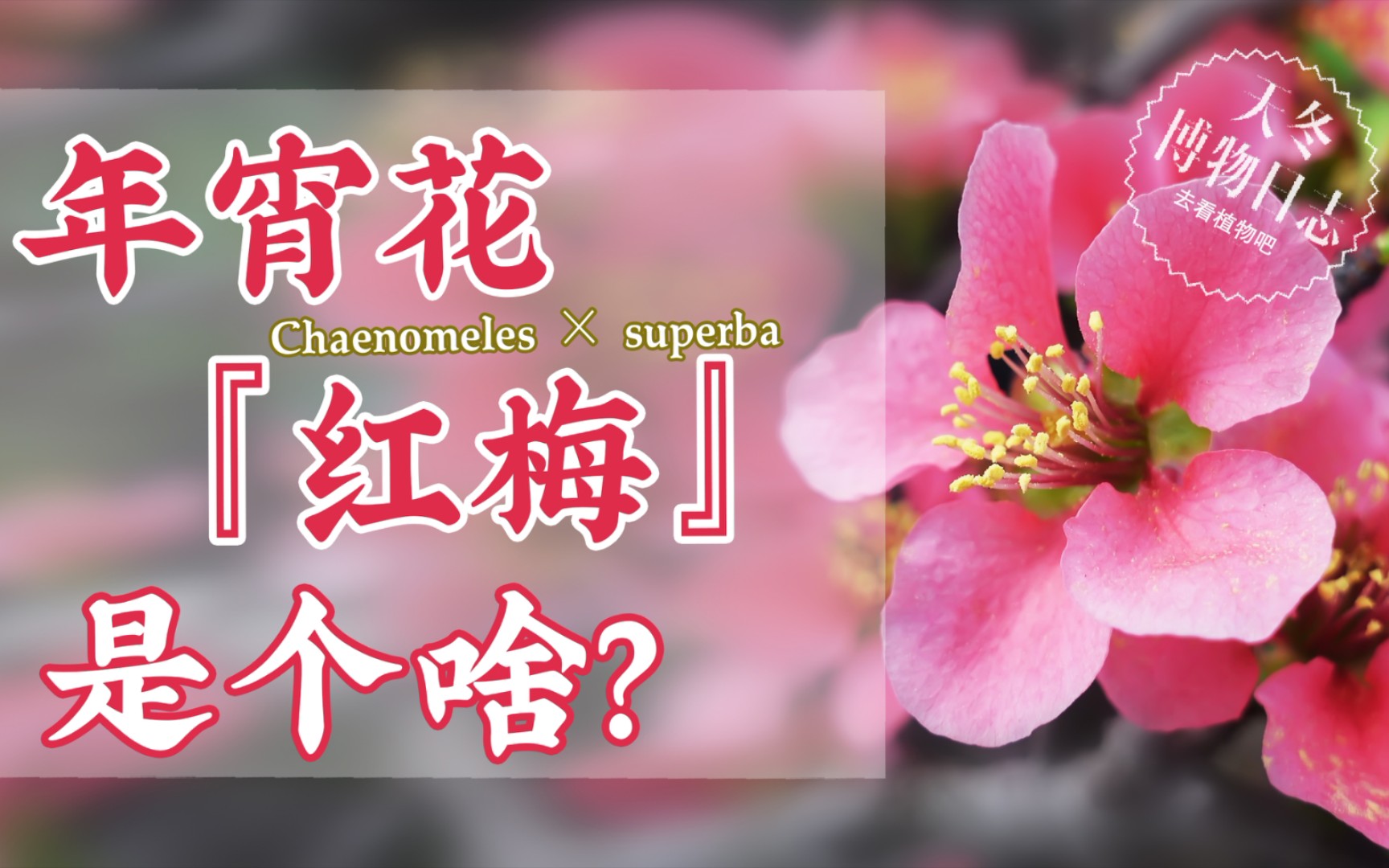 [图]年宵花『红梅』真的是梅花吗【天冬博物日志】【去看植物吧】