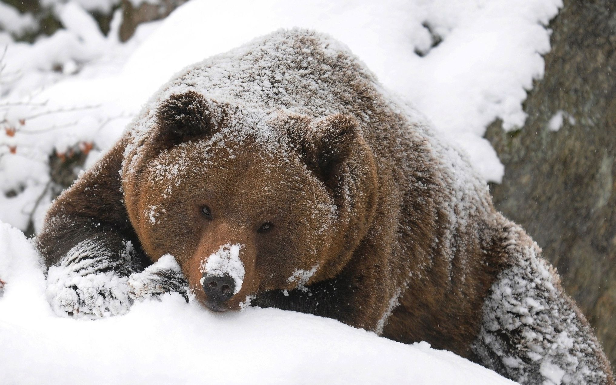 雪地里的灰熊们4k超高清摄影