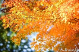 Autumn Leaves(秋叶)哔哩哔哩bilibili