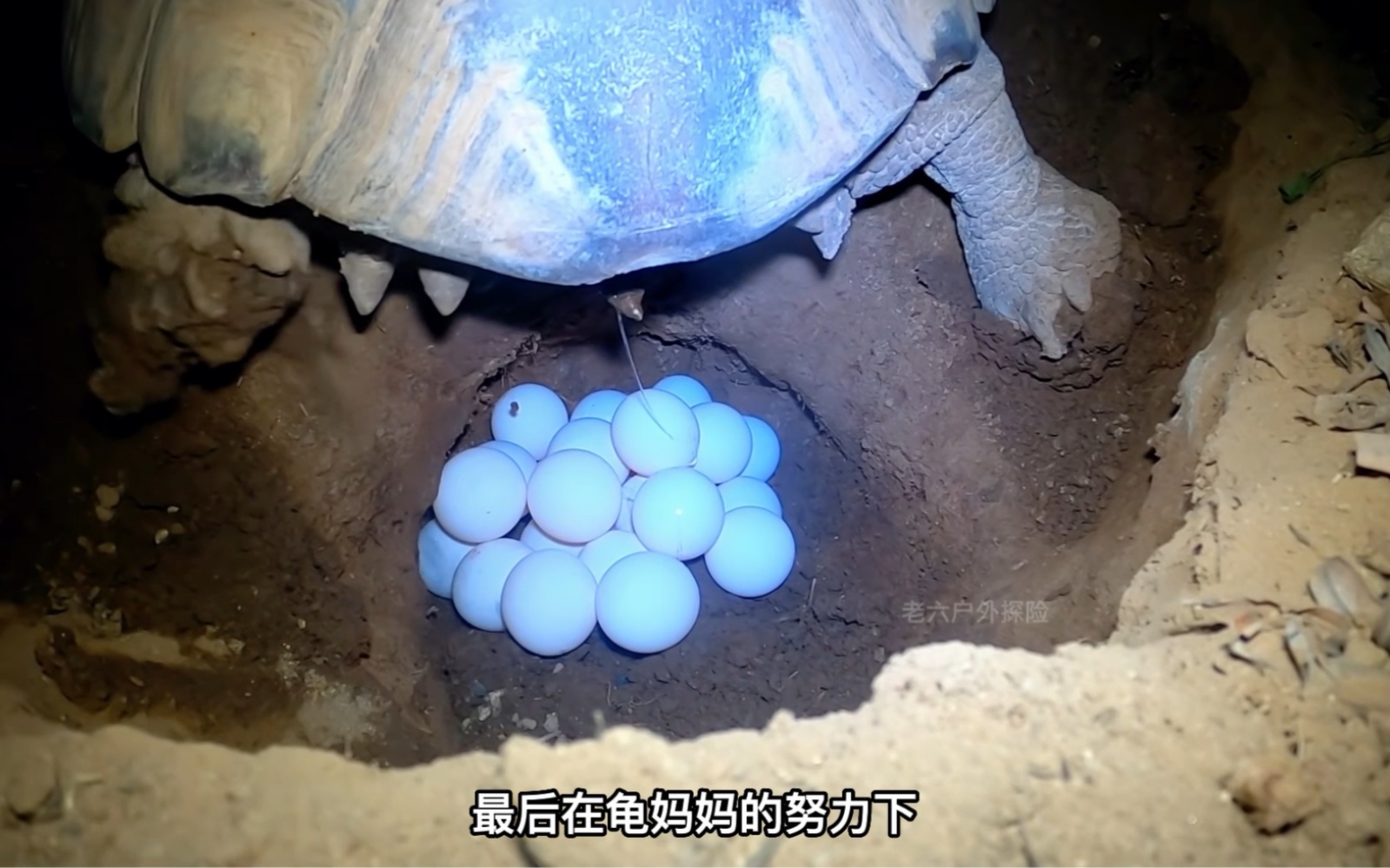 你见过乌龟产蛋吗?嘎嘣脆的声音让人感到迷惑!