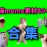 猫meme素材整合分享