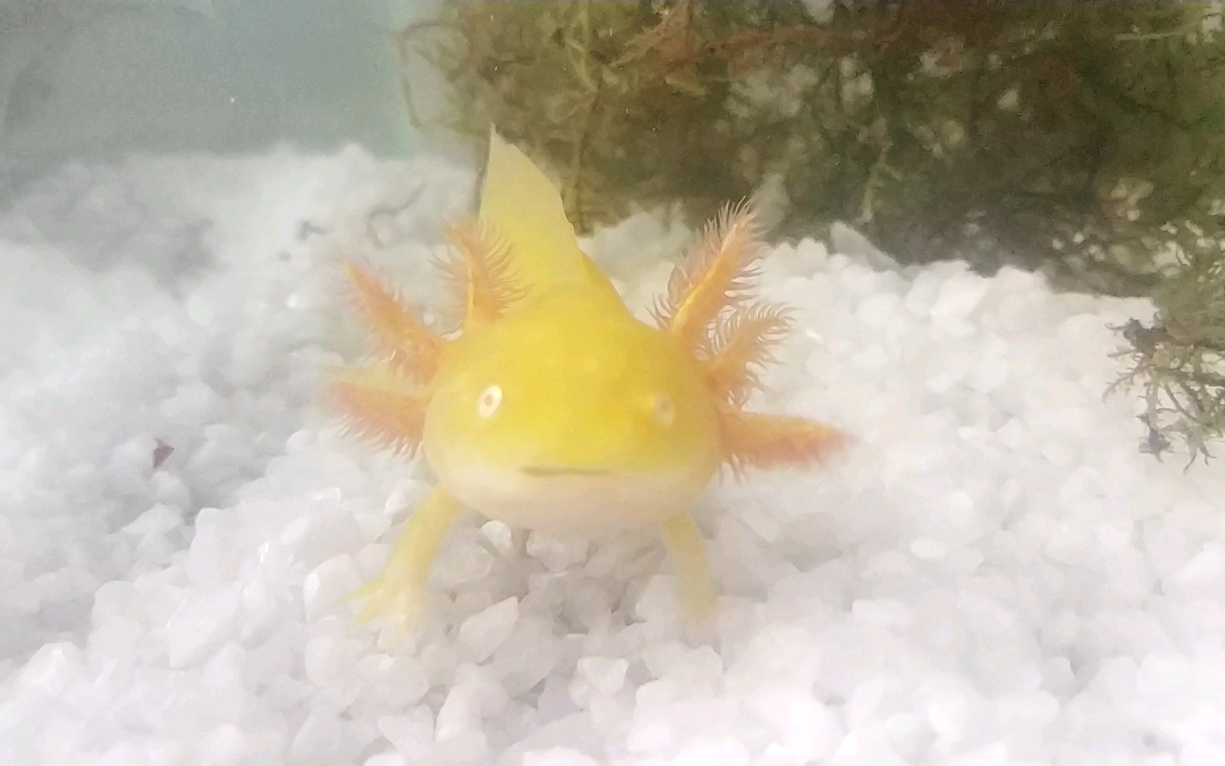 蝾螈/四爪鱼/六角龙,喂食现场