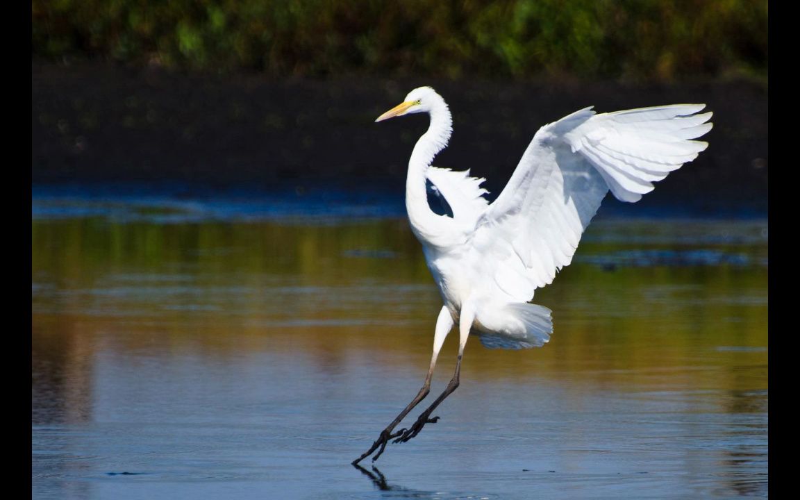 【听故事学英语 level 2】a white heron