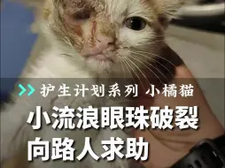 Download Video: 流浪小橘猫眼珠破裂，只能在路边等待死神