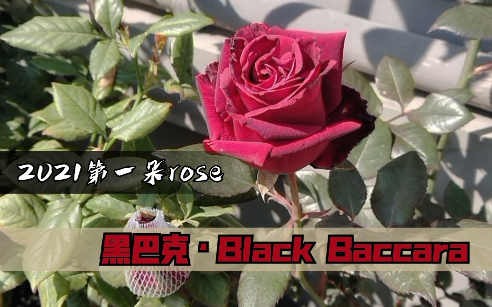 2021年第一朵花黑巴克月季(Black Baccara)哔哩哔哩bilibili