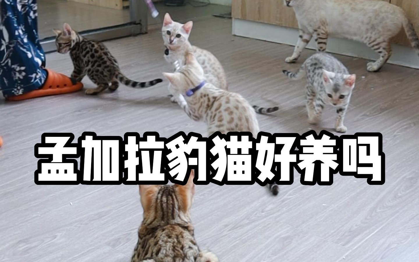 孟加拉豹猫好养吗?8年老炮亲述豹猫5大优点和1大缺点:豹狗别跑!哔哩哔哩bilibili