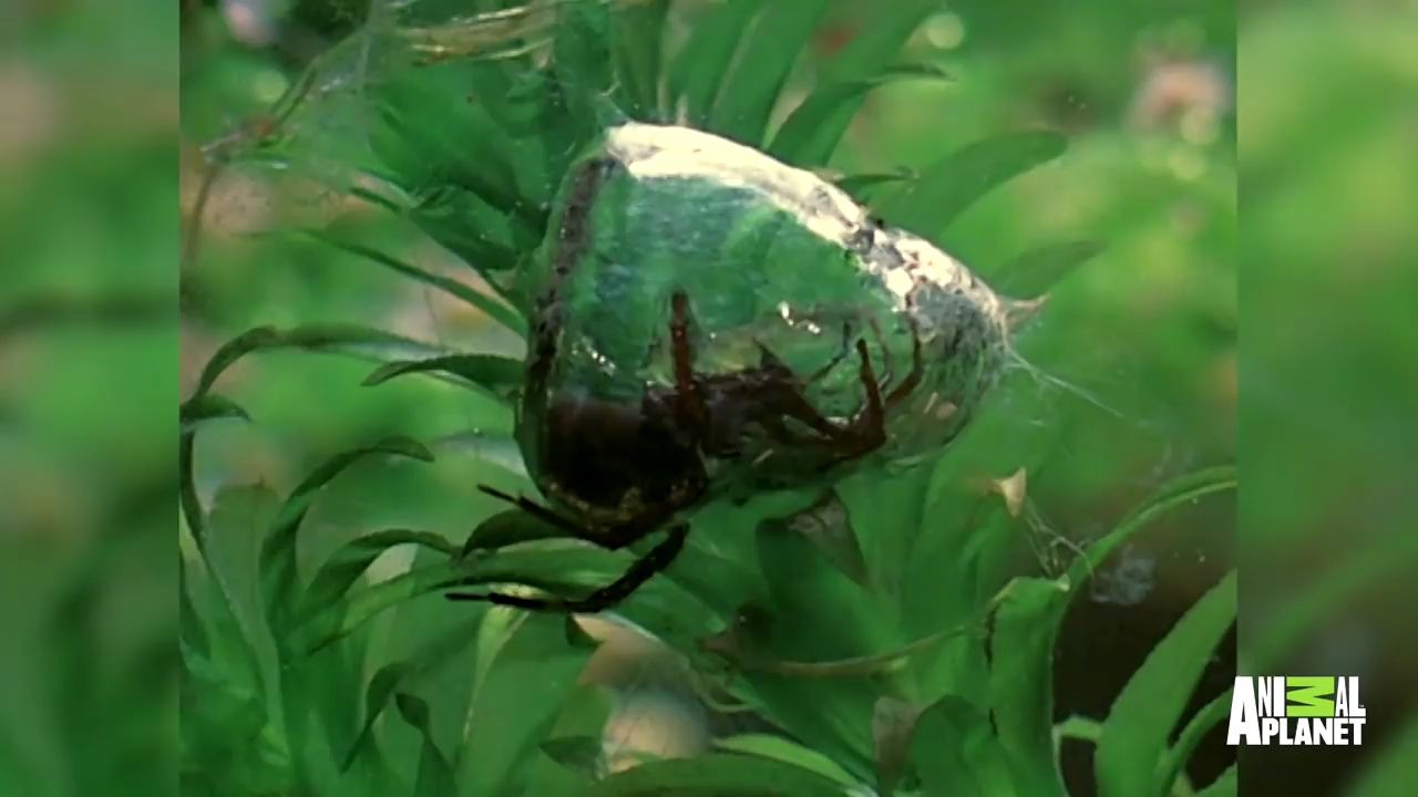 生活在水下的水蜘蛛,在水下建造宫殿