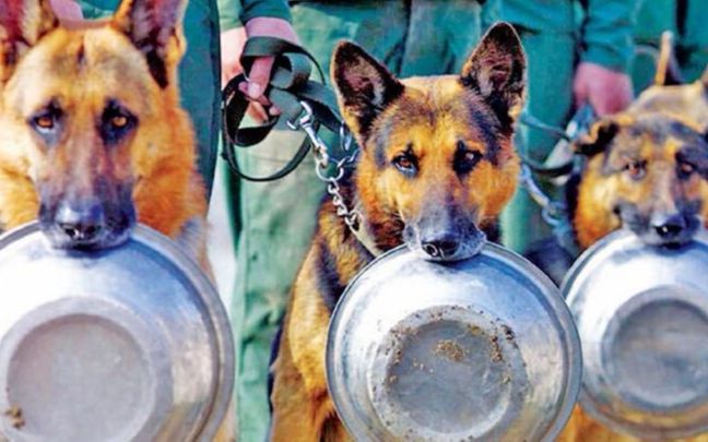 [图]拒绝贩卖与宰杀军犬，你绝想不到军犬退役后有多惨，我国的做法令人称赞！